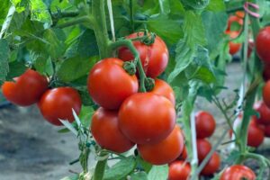 13 продуктів, які вбивають ракові клітини в організмі