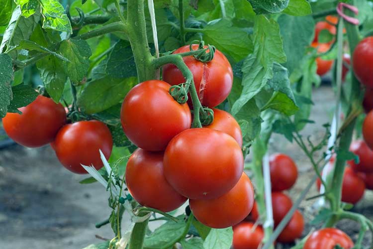 13 продуктів, які вбивають ракові клітини в організмі